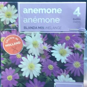 Photo of the plant species Greek Thimbleweed by @BigHappyleaf83 named Daphne on Greg, the plant care app