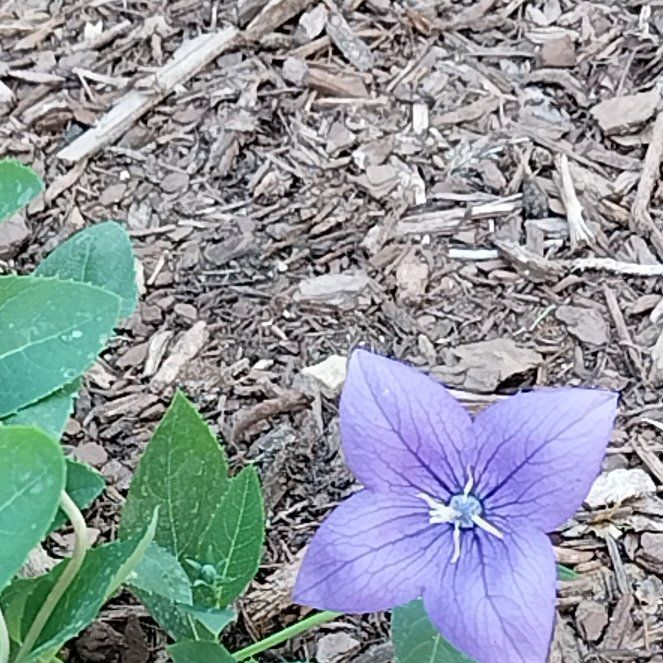 Photo of the plant species Balloon-Flower by @SlickTutu41 named Bruce Lee on Greg, the plant care app