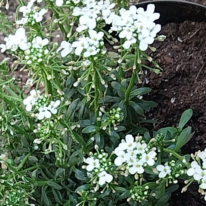 Photo of the plant species Evergreen Candytuft by @SlickTutu41 named Walt on Greg, the plant care app