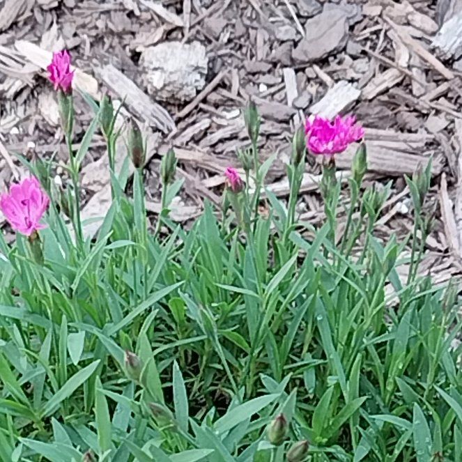 Photo of the plant species Border Carnation by @SlickTutu41 named Figyonce on Greg, the plant care app