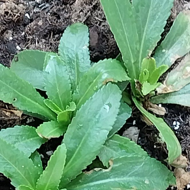 Photo of the plant species Max Chrysanthemum by @SlickTutu41 named Hemingway on Greg, the plant care app