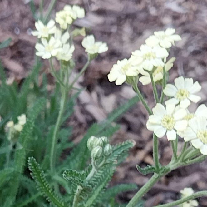 Photo of the plant species Boreal Yarrow by @SlickTutu41 named Harper on Greg, the plant care app