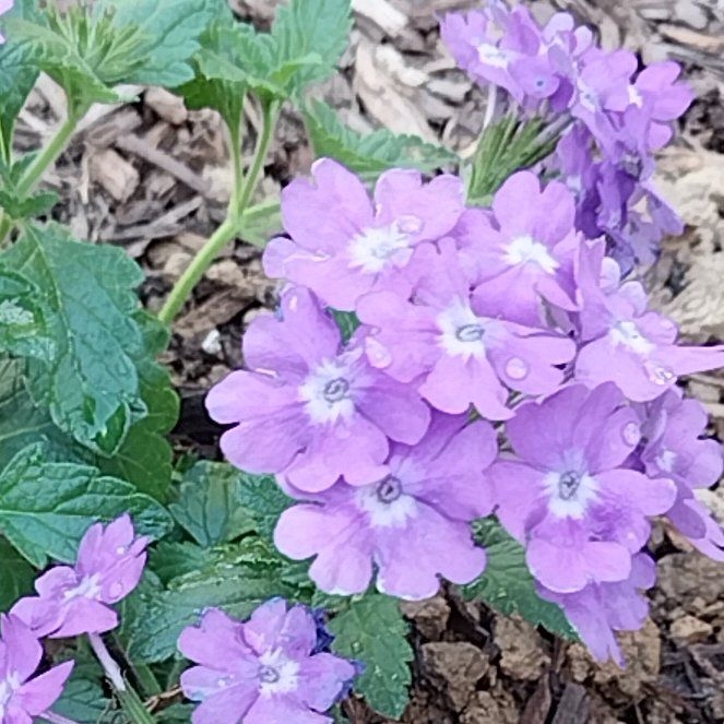 Photo of the plant species Trailing Lantana by @SlickTutu41 named Elle on Greg, the plant care app