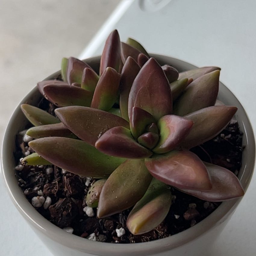 Photo of the plant species Sedum adolphi 'Love's Fire' by @PerkyJicaro90 named Pam on Greg, the plant care app