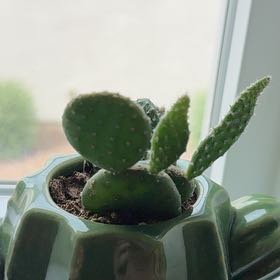 Photo of the plant species Woolyjoint Prickly Pear by @ZealfulGasteria named Kardashian on Greg, the plant care app