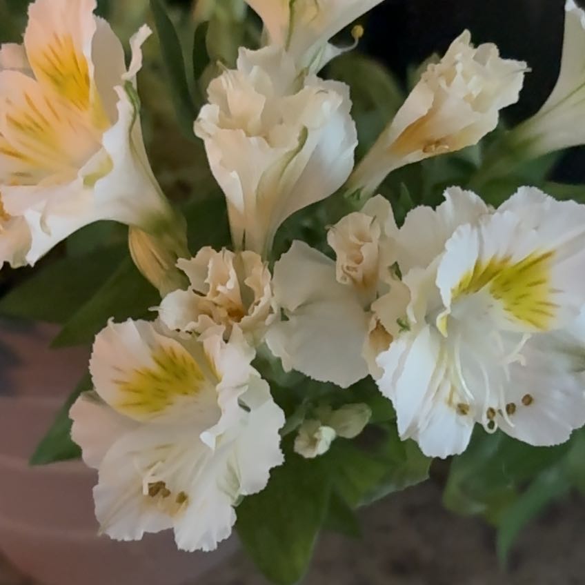 Photo of the plant species Douglas Iris by @SecureSpinach98 named Rainier on Greg, the plant care app