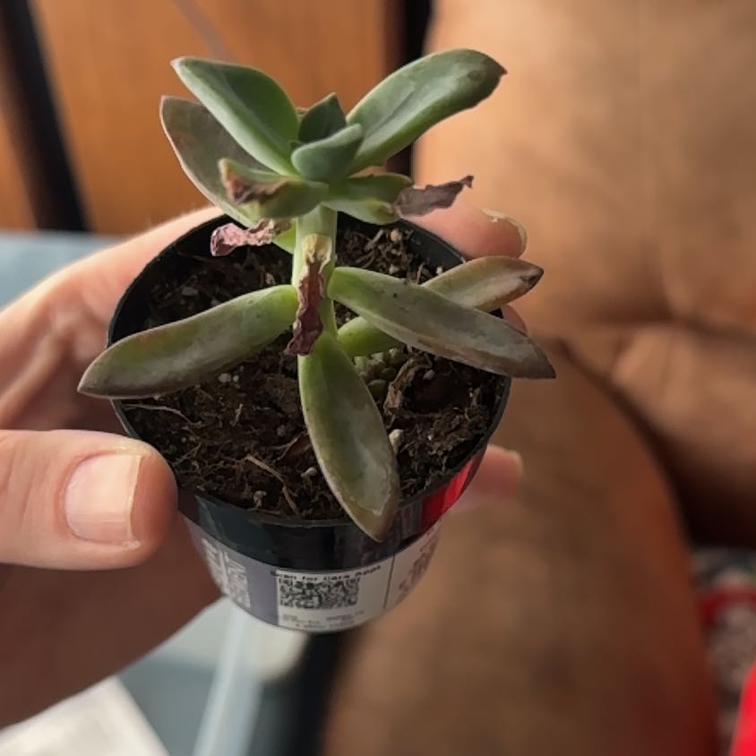 Photo of the plant species Echeveria 'Red Licorice' by @NovelKiekie46 named Zeus on Greg, the plant care app