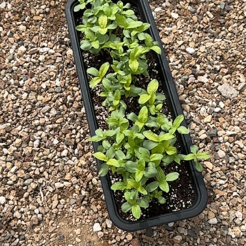 Photo of the plant species Mammoth Sunflower by @BrawnySweetflag named Xena on Greg, the plant care app