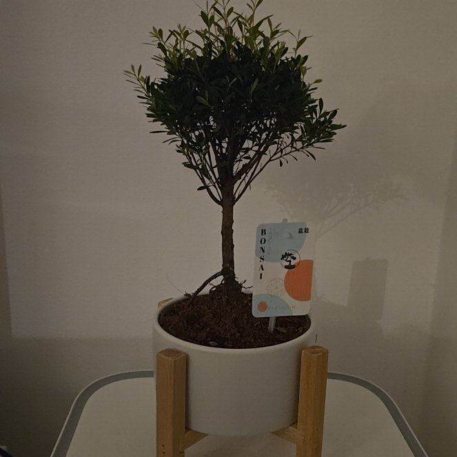 Photo of the plant species Syzygium by @HelperLychee92 named Harmony on Greg, the plant care app