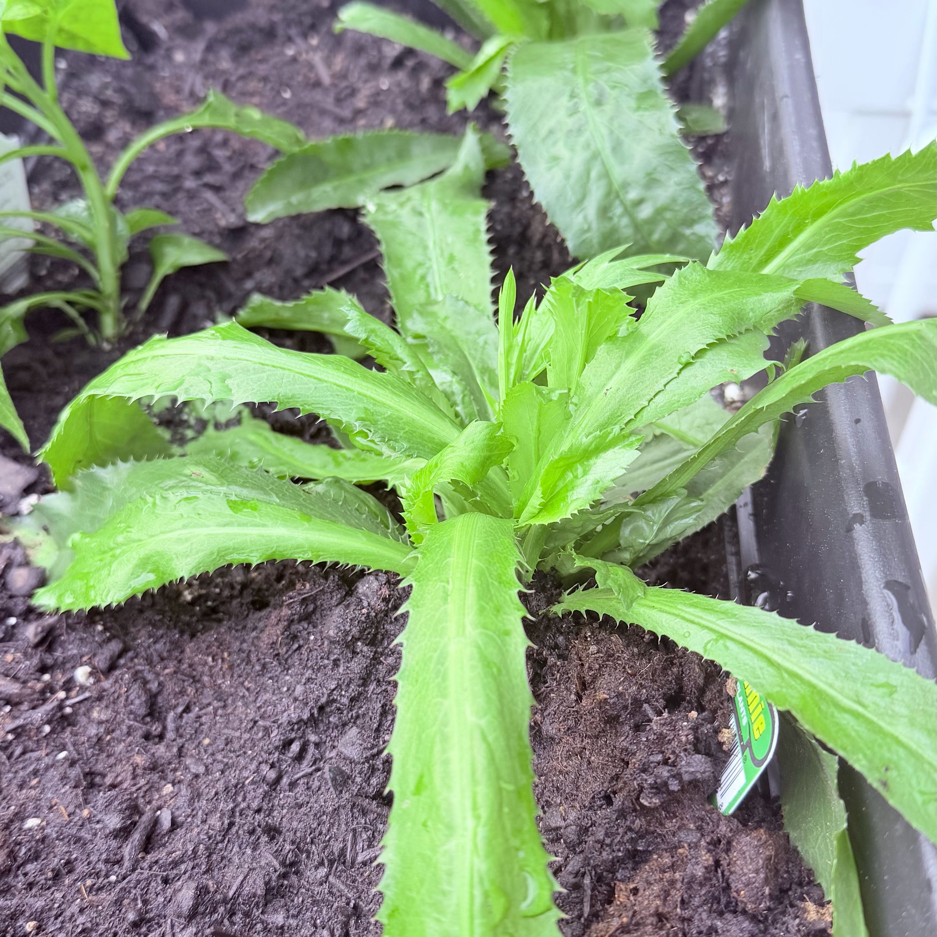 Photo of the plant species Recao by @TycoonTagetes60 named Gregarious on Greg, the plant care app