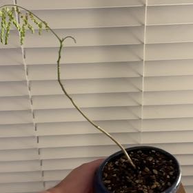Photo of the plant species Flame Tree by @Lawesomeplants named Sahara on Greg, the plant care app