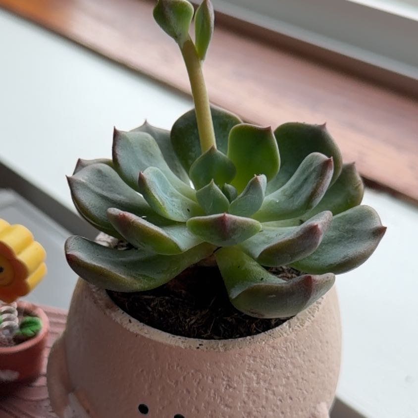 Photo of the plant species Echeveria Blue Topaz by @Awobbles2010 named Ruby on Greg, the plant care app