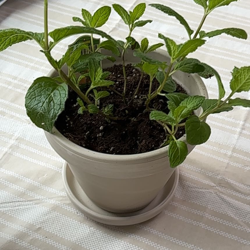 Photo of the plant species Sweet Mint by @ZealRedalder60 named Marilyn on Greg, the plant care app