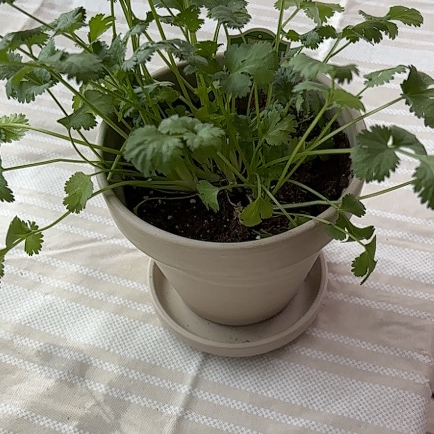 Photo of the plant species Cilantro 'Filtro' by @ZealRedalder60 named Ulysses S Plant on Greg, the plant care app