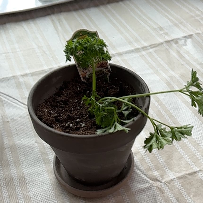 Photo of the plant species Curly Parsley by @ZealRedalder60 named Bieber on Greg, the plant care app