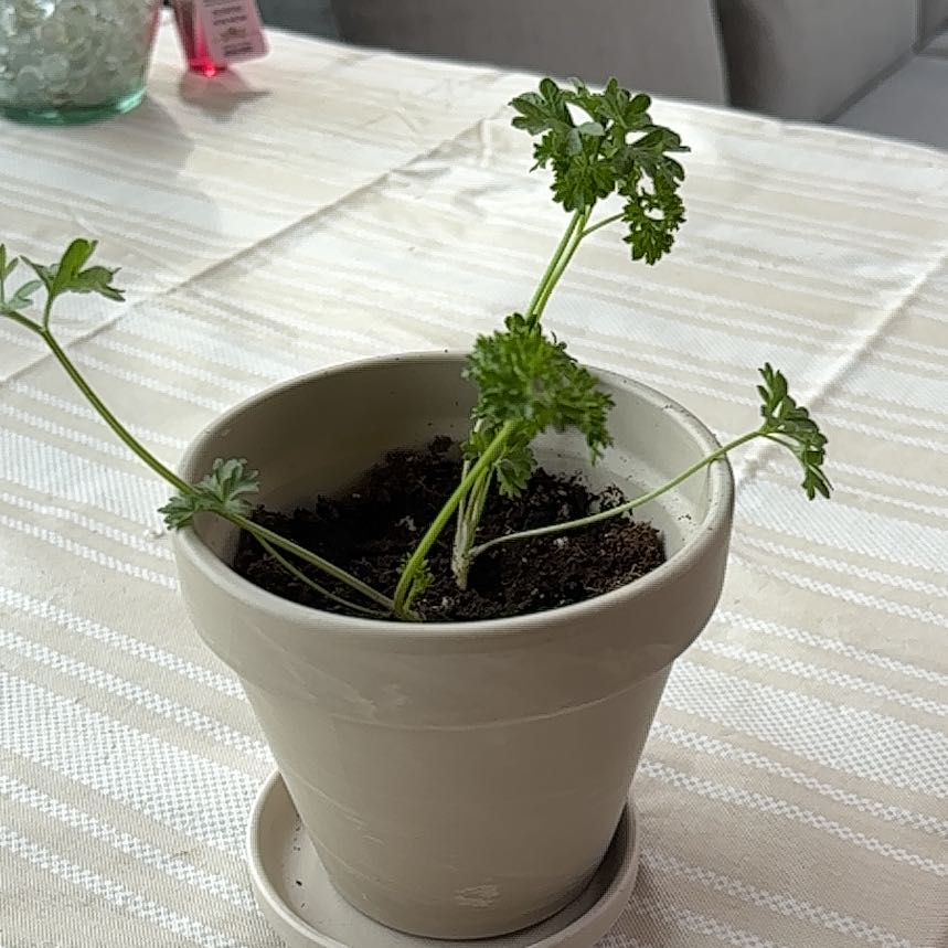 Photo of the plant species Curly Parsley by @ZealRedalder60 named Rosa on Greg, the plant care app