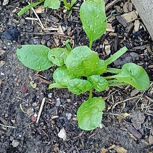Photo of the plant species Malabar Spinach by @PalpableTawapou named Apollo on Greg, the plant care app