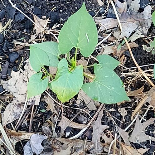 Photo of the plant species Black Bindweed by @PalpableTawapou named Robert Plant on Greg, the plant care app