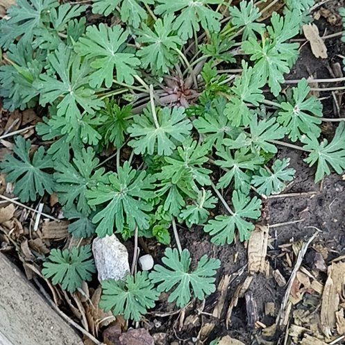 Photo of the plant species Carolina Crane's-Bill by @PalpableTawapou named Austen on Greg, the plant care app