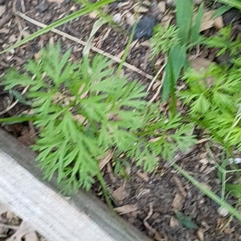 Photo of the plant species Wild Carrot by @PalpableTawapou named Surya on Greg, the plant care app