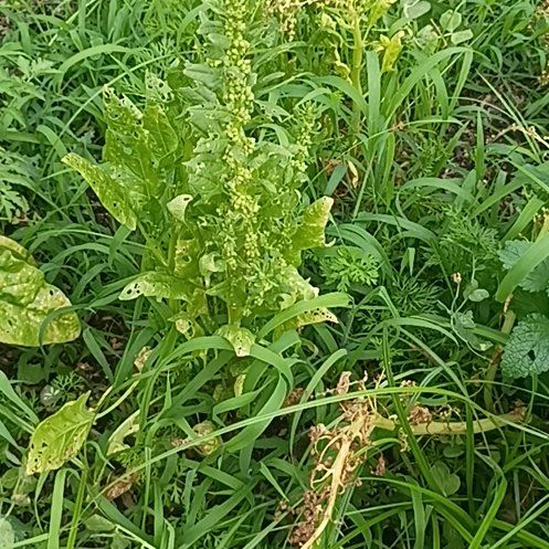 Photo of the plant species Wormseed by @PalpableTawapou named Taylor Swift on Greg, the plant care app
