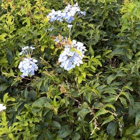 Photo of the plant species Blue Plumbago by @StarCorn61 named Zeus on Greg, the plant care app
