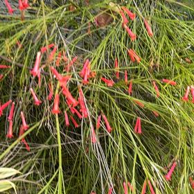 Photo of the plant species Firecracker Plant by @StarCorn61 named Harry on Greg, the plant care app