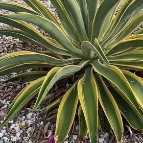 Photo of the plant species Caribbean Agave by @StarCorn61 named Forrest on Greg, the plant care app