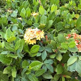 Photo of the plant species Flame of the Woods by @StarCorn61 named Gates on Greg, the plant care app