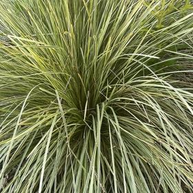 Photo of the plant species Texas Sacahuista by @StarCorn61 named Apollo on Greg, the plant care app