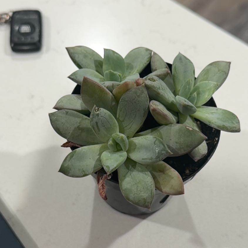 Photo of the plant species Pachyveria 'Blue Quartz' by @HotLoquat72 named Gilli on Greg, the plant care app