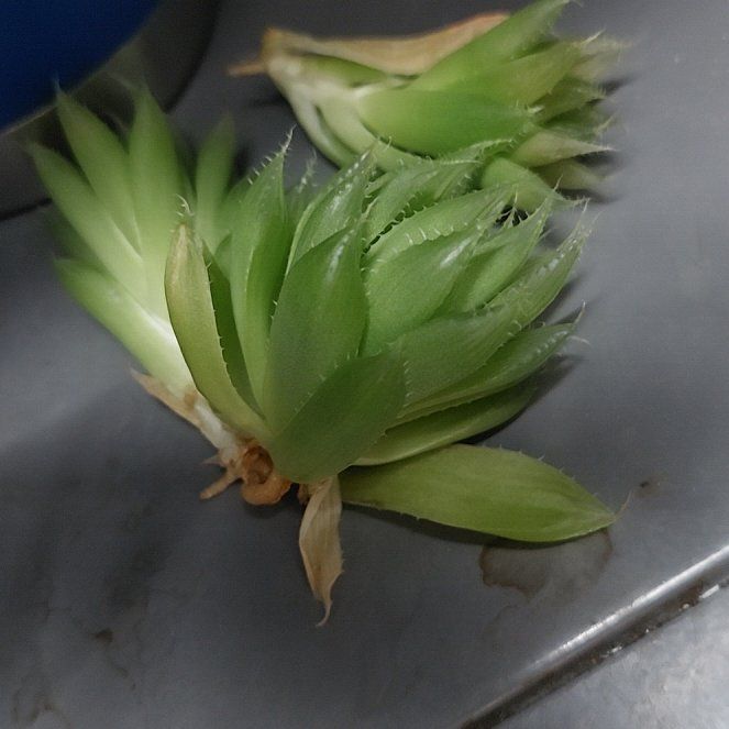 Photo of the plant species Sempervivum Globiferum by @PremierMum91 named Queen on Greg, the plant care app