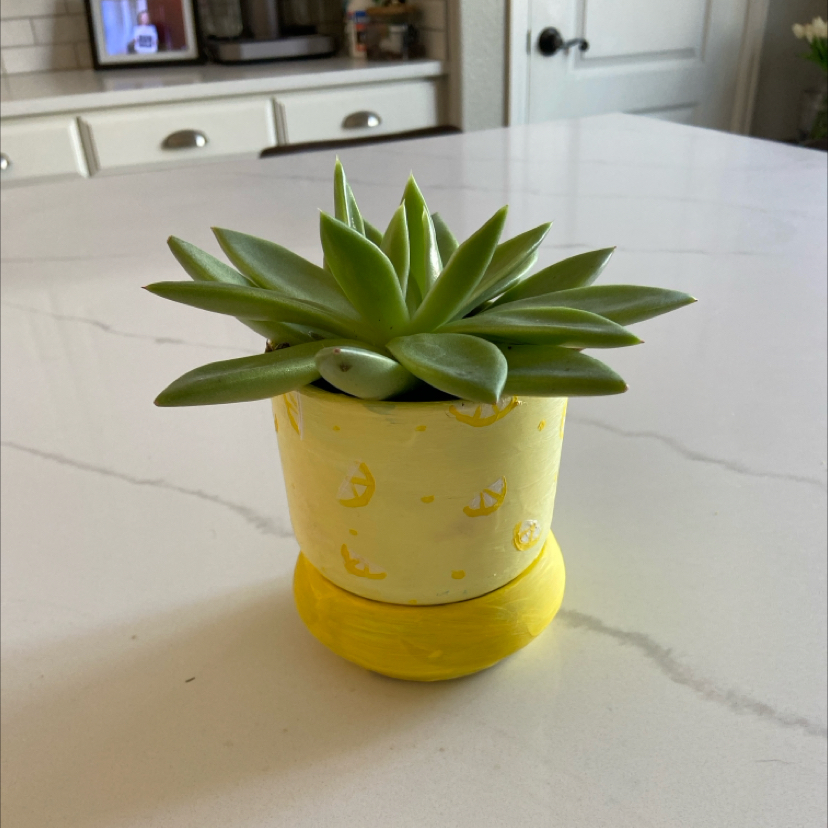 Photo of the plant species Echeveria 'Miranda' by @JoysomeChisme74 named Miranda on Greg, the plant care app