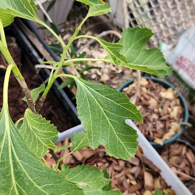 Photo of the plant species Honey Fig by @ExactMayten72 named Bella on Greg, the plant care app