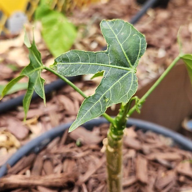 Photo of the plant species Chaya by @ExactMayten72 named Daphne on Greg, the plant care app