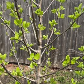Photo of the plant species Swamp Tupelo by @DoughtyPurei76 named Nemo on Greg, the plant care app