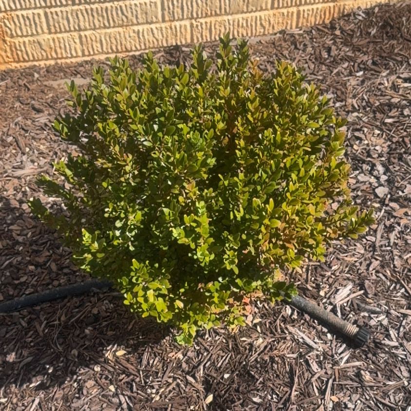 Photo of the plant species Green Mountain Boxwood by @FieryWoreya84 named Kendall on Greg, the plant care app
