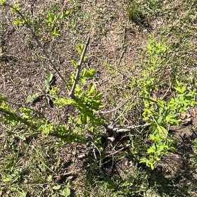 Photo of the plant species Sweetclover by @FinestChisme95 named Darwin on Greg, the plant care app