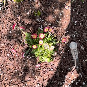 Photo of the plant species Seaside Daisy by @FinestChisme95 named Girlfrond on Greg, the plant care app