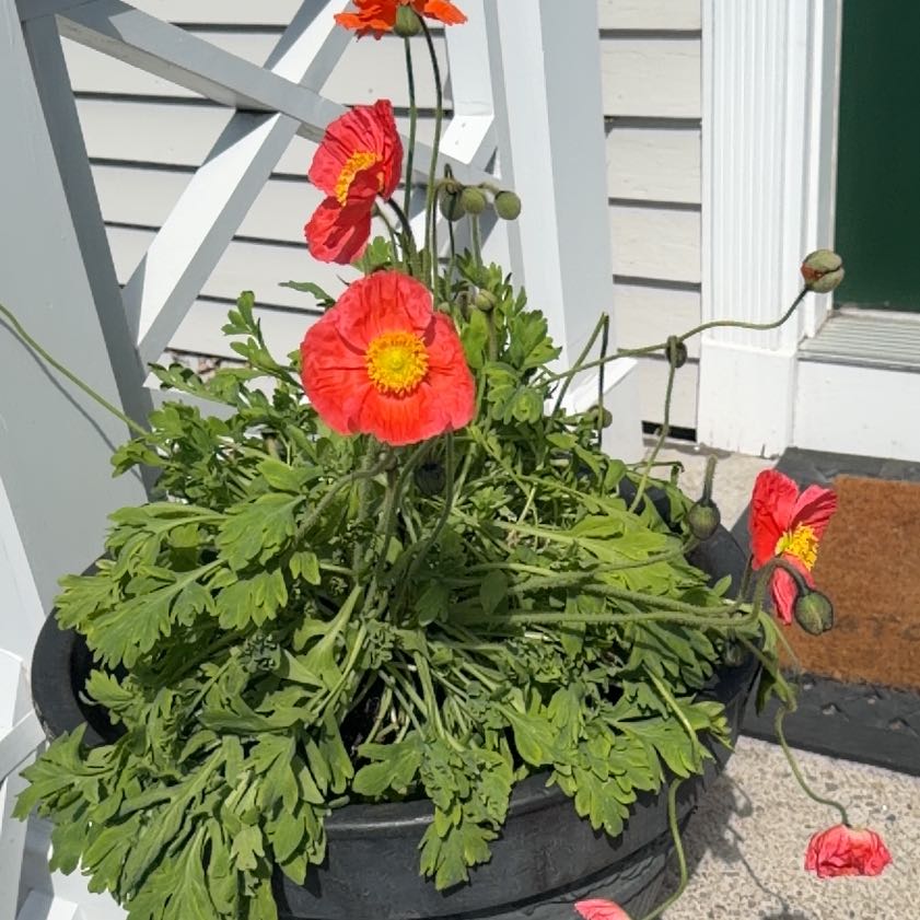 Photo of the plant species Oriental Poppy by @FinestChisme95 named Lavender on Greg, the plant care app
