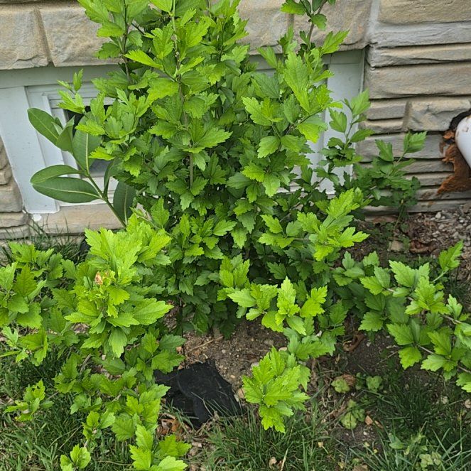 Photo of the plant species Rose Of Sharon by @WiredKiekie56 named Zeus on Greg, the plant care app