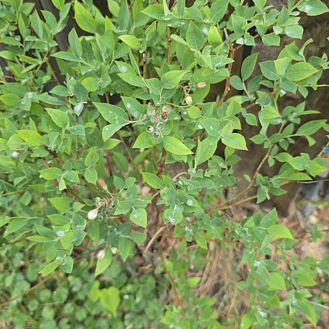 Photo of the plant species Blueberry by @WiredKiekie56 named Beyonce on Greg, the plant care app