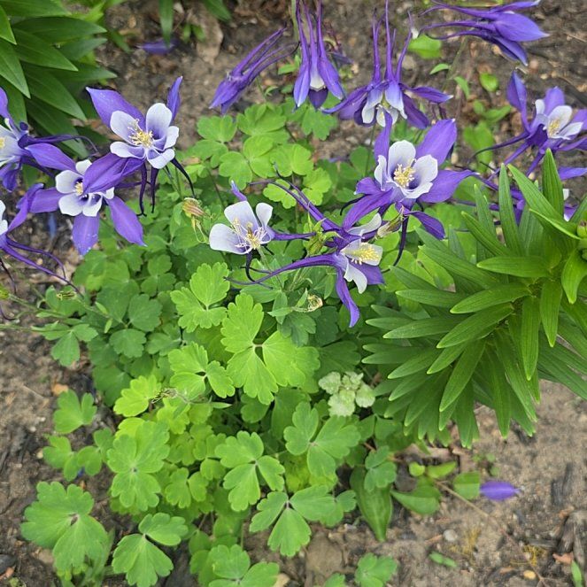 Photo of the plant species Colorado Blue Columbine by @WiredKiekie56 named Oscar on Greg, the plant care app
