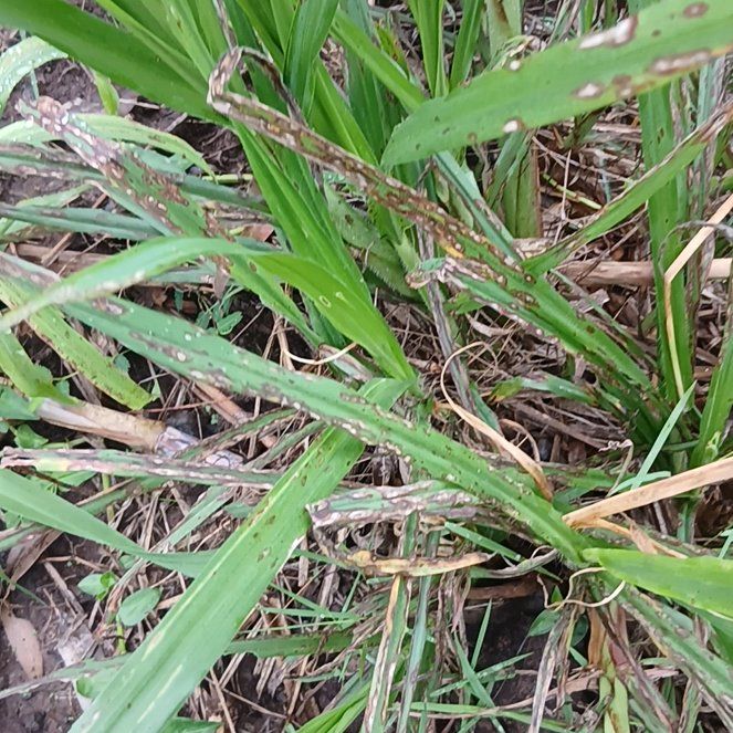 Photo of the plant species St. Augustine Grass by @GemVaccaria11 named Nithin on Greg, the plant care app