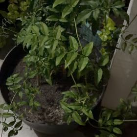 Photo of the plant species Pink Jasmine by @ForrealChives73 named Remington on Greg, the plant care app