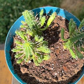 Photo of the plant species Corncob Cactus by @FunOricad15 named Lola on Greg, the plant care app
