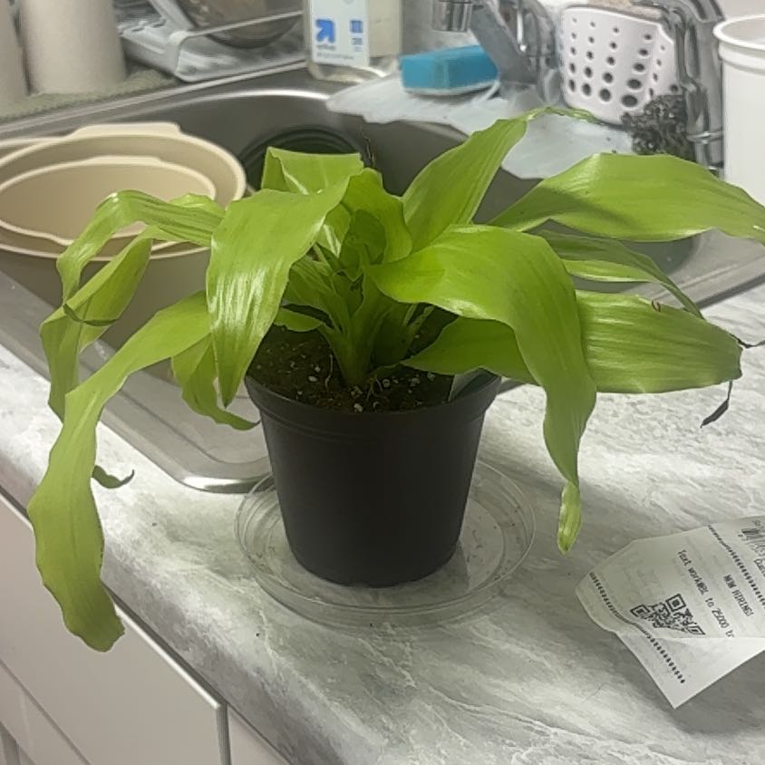 Photo of the plant species Dracaena Limelight by @CuteFirebush38 named Luna on Greg, the plant care app