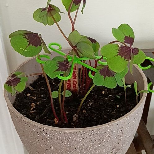 Photo of the plant species Iron Cross by @AcademicCat named Anne on Greg, the plant care app