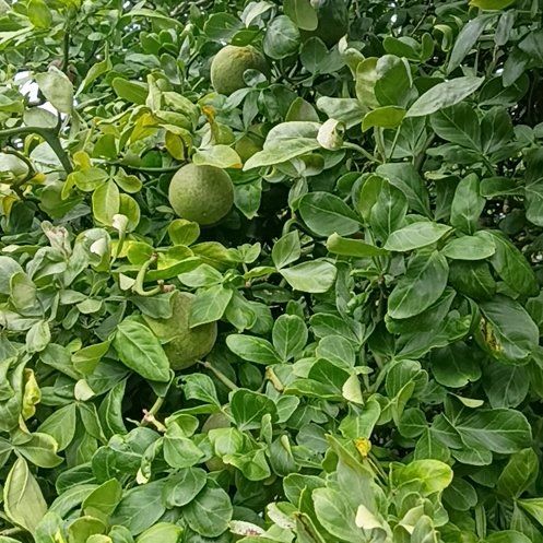 Photo of the plant species Hardy Orange by @AcademicCat named Marley on Greg, the plant care app