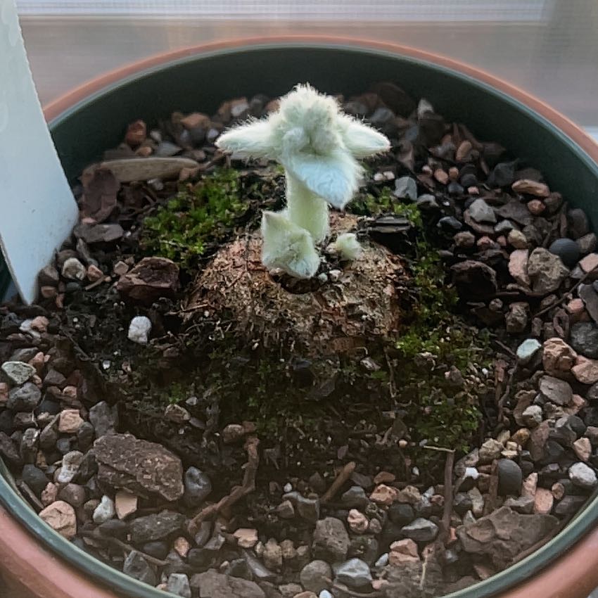 Photo of the plant species Brazilian Edelweiss by @FabDyebush23 named Fernie Saunders on Greg, the plant care app